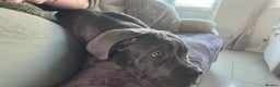 Cane Corso dogs for sale: Beautiful big girl - Advert 8