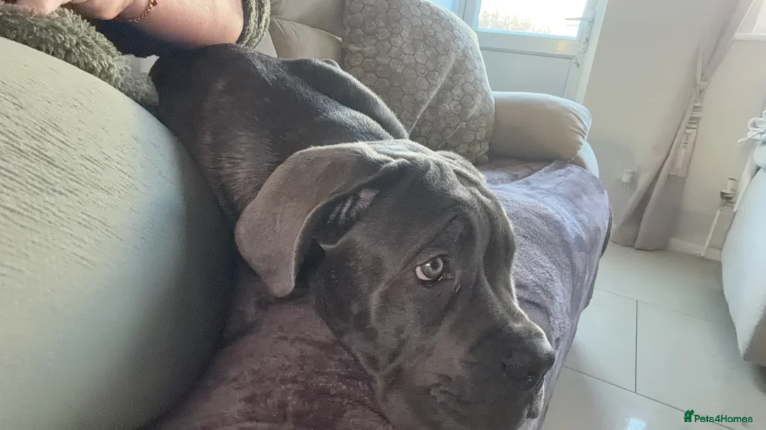 Cane Corso dogs for sale: Beautiful big girl - Advert 8