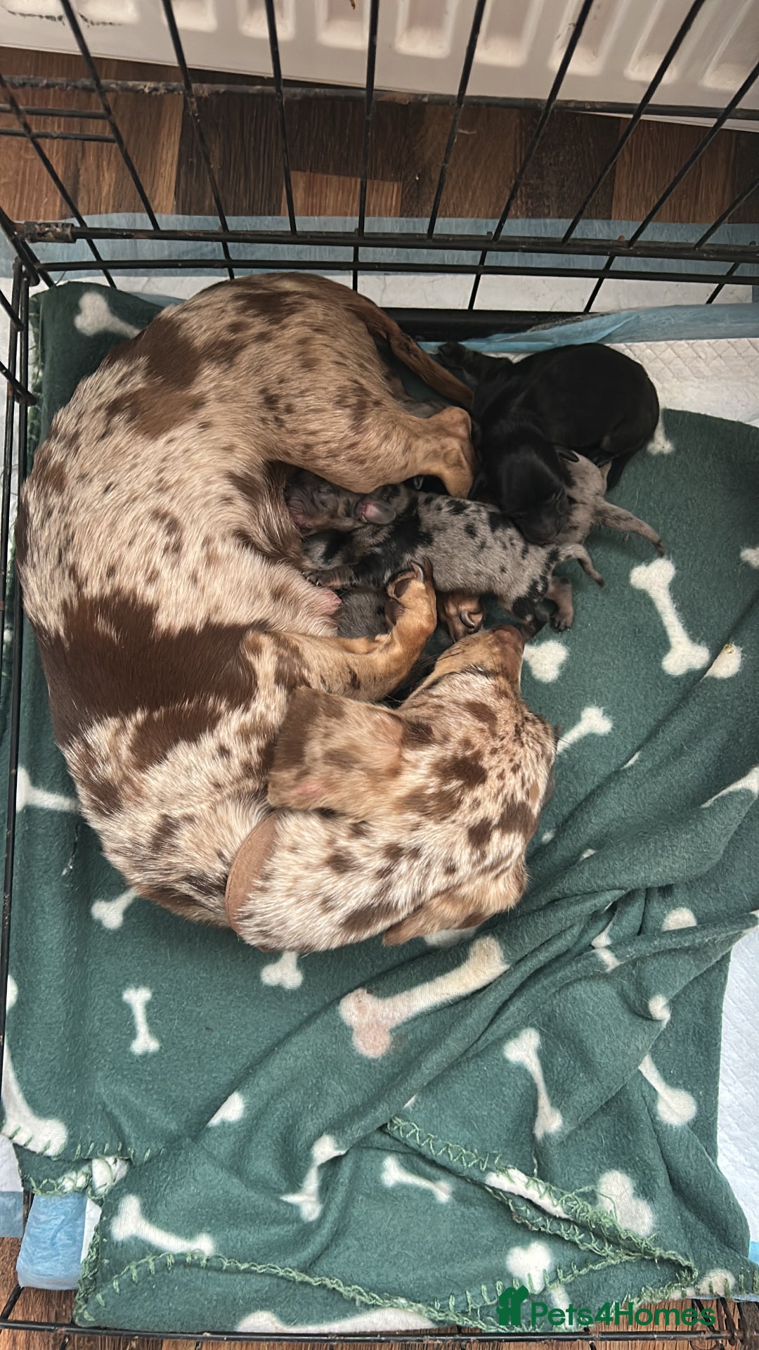 Miniature Dachshund dogs for sale: ****true to type mini dachshund *** - Advert 1
