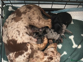 Miniature Dachshund dogs ****true to type mini dachshund *** - Advert 8