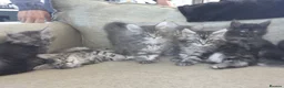 Maine Coon cats for sale: 7 Maine coon Kittens - Advert 12