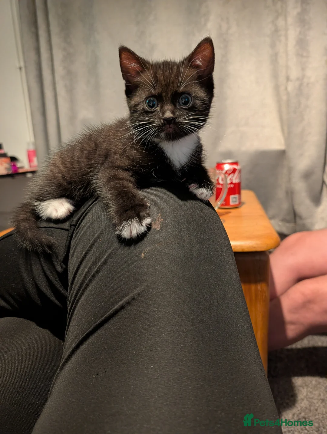 Bombay cats for sale: chocolate tuxedo cross bombay girl  - Advert 1