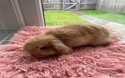 Mini Lop rabbits for sale: Rabbit girl mini lop - Image 2