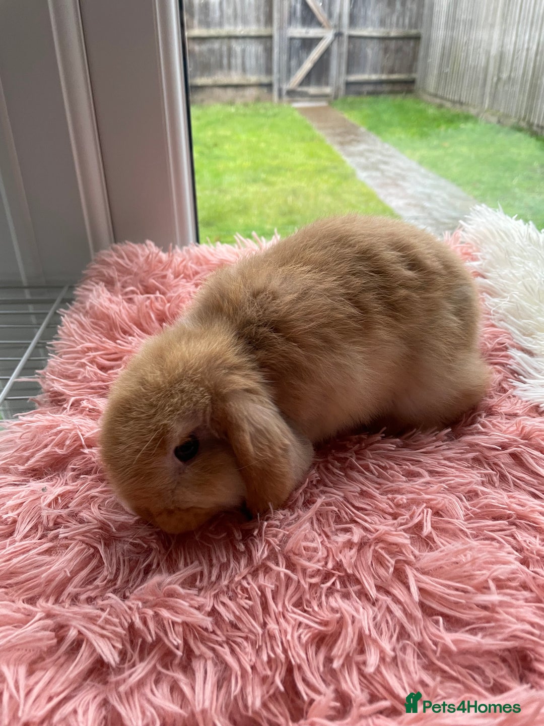 Mini Lop rabbits for sale: Rabbit girl mini lop - Image 2