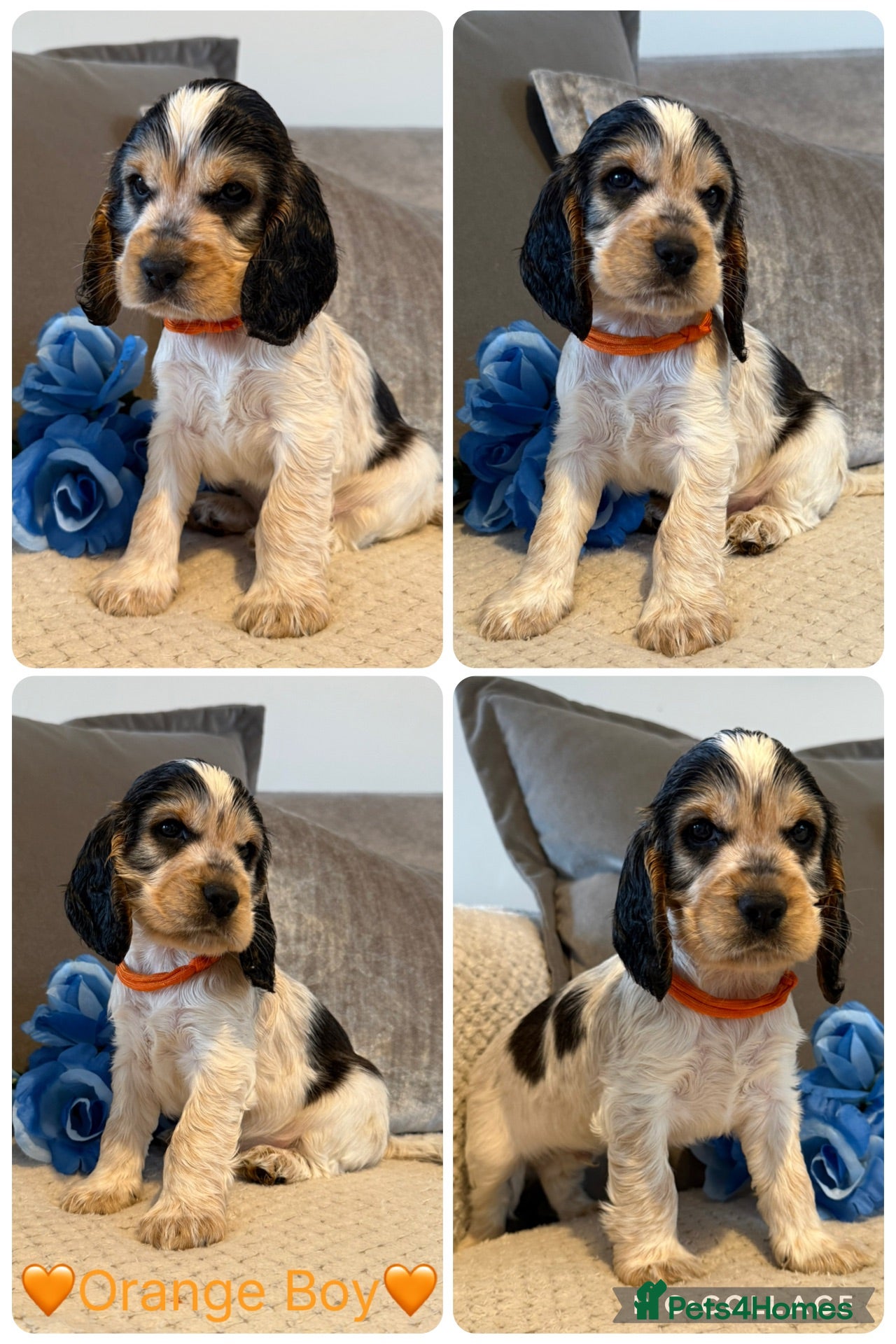 Cocker Spaniel dogs KC Registered Show Type Cocker Spaniel Puppies - Advert 2