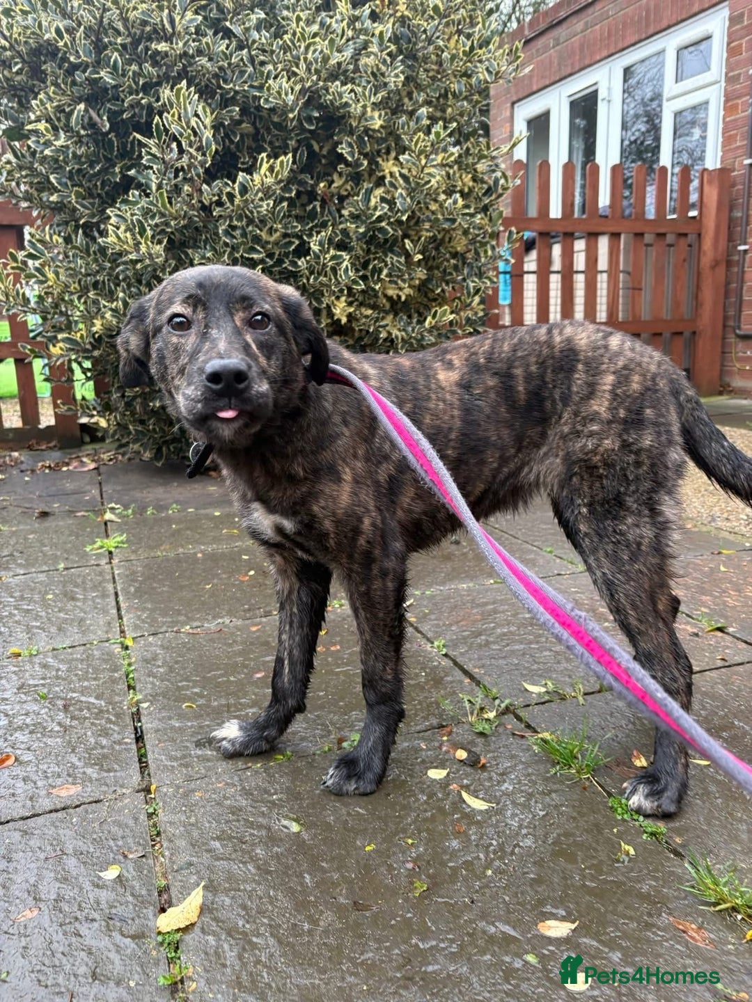 Mixed Breed dogs for adoption: Aurora - Stowmarket Suffolk  - Advert 5
