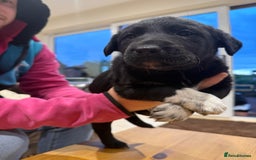 Borador dogs for sale: Collie cross Labrador  - Image 9