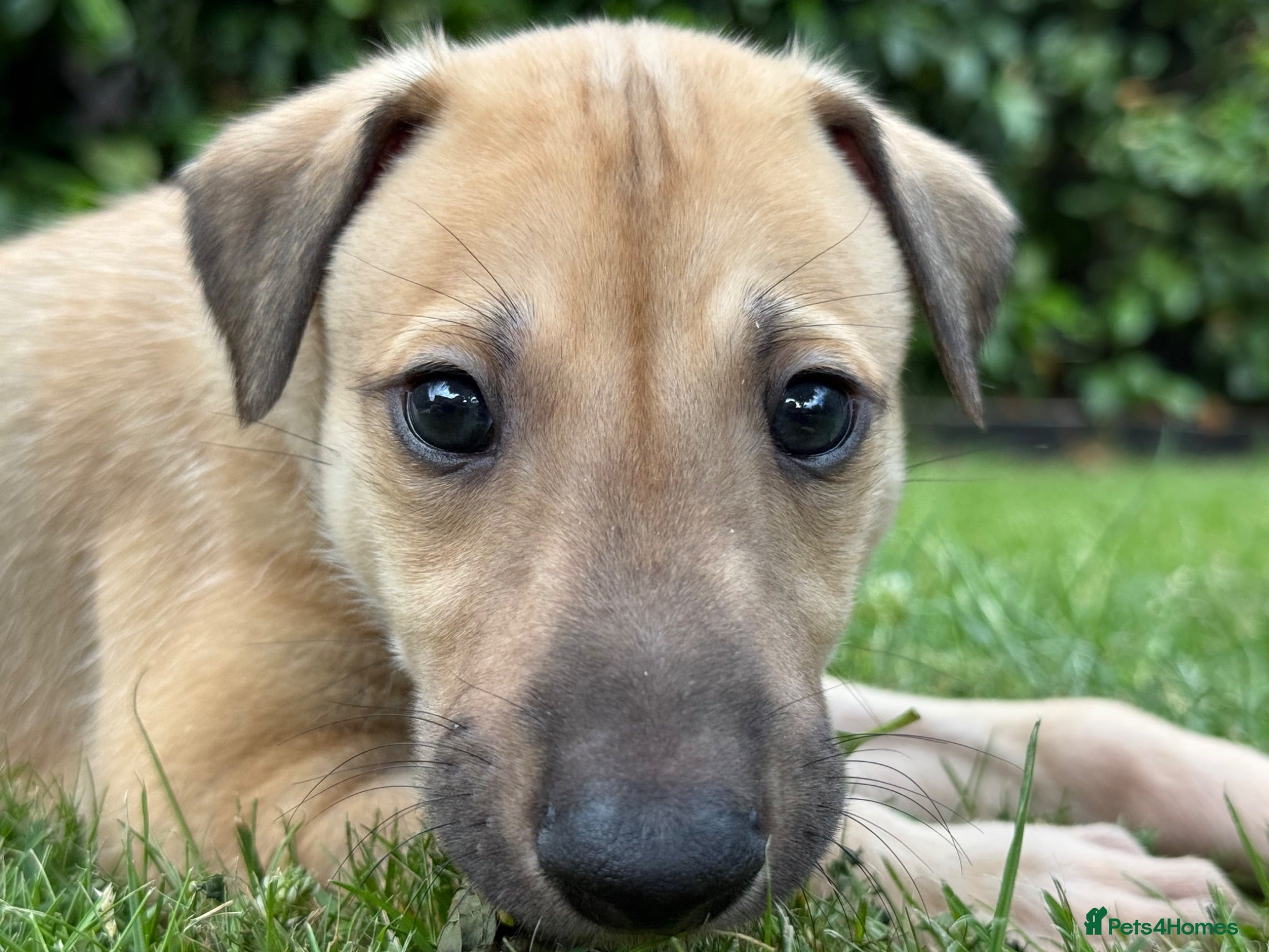 Greyhound dogs Hungarian Greyhound Pups - Advert 1