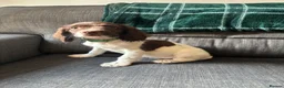 English Springer Spaniel dogs for sale: Springer spaniel puppies ready to go !!!! - Advert 5