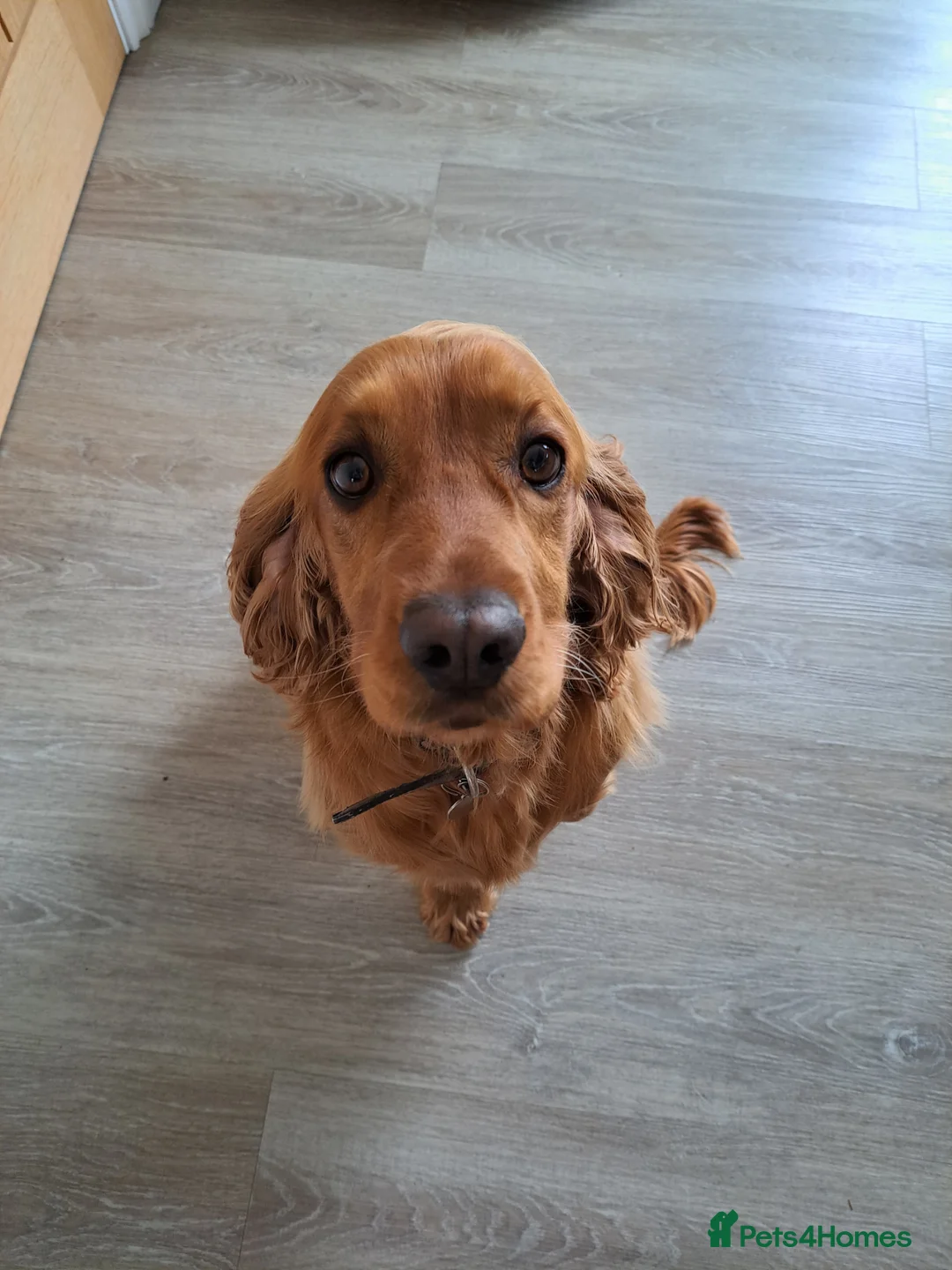 Cocker Spaniel dogs for sale: Cocker Spaniel (almost 3 years) - Advert 3