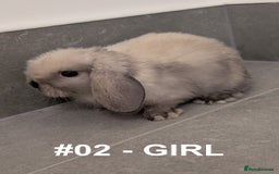 Mini Lop rabbits for sale: Exceptional Mini-Lops. Collect from: 25th October - Image 3