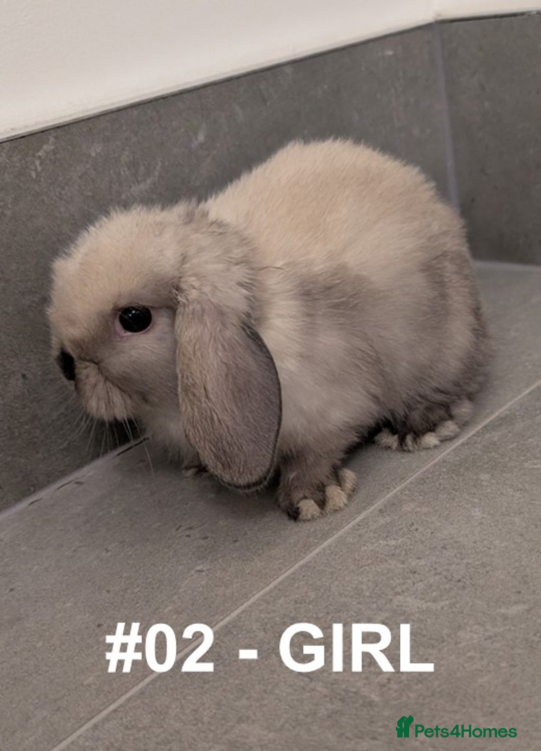 Mini Lop rabbits for sale: Exceptional Mini-Lops. Collect from: 25th October - Image 3