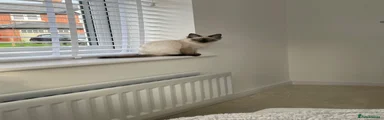 Ragdoll 1