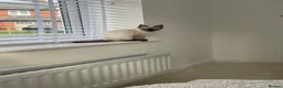 Ragdoll cats for sale: 15 week old Ragdoll Kitten in Congleton - Advert 2