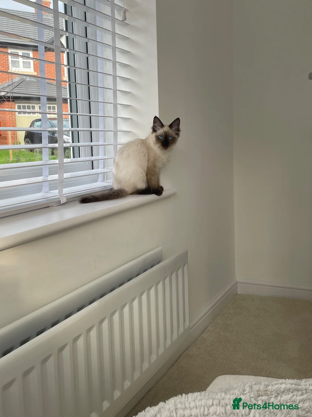 Ragdoll cats for sale: 15 week old Ragdoll Kitten in Congleton - Advert 2
