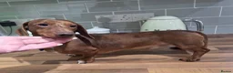 Miniature Dachshund dogs for stud: Tiny Ted dapple minature Dachshund stud  - Advert 3