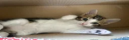 Mixed Breed cats for sale: Mixed breed with bengal in Eastleigh - Advert 22