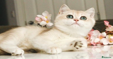 British Shorthair cats - Advert 11
