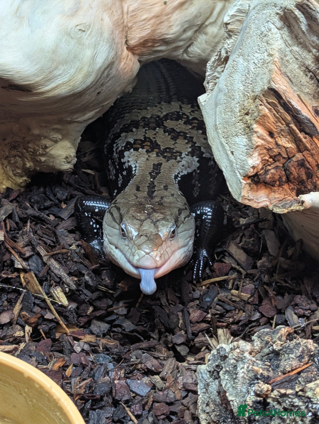 Bearded Dragon reptiles for sale: Variety of reptiles  - Advert 18