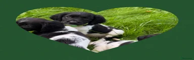 English Springer Spaniel Boy