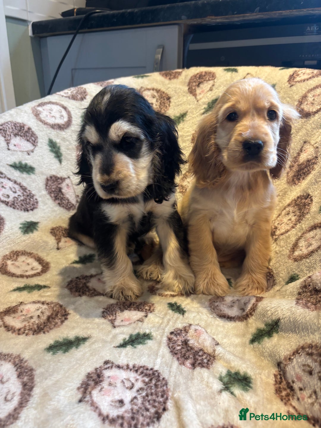 Cocker Spaniel dogs for sale: Outstanding Show cocker spaniels  - Image 11