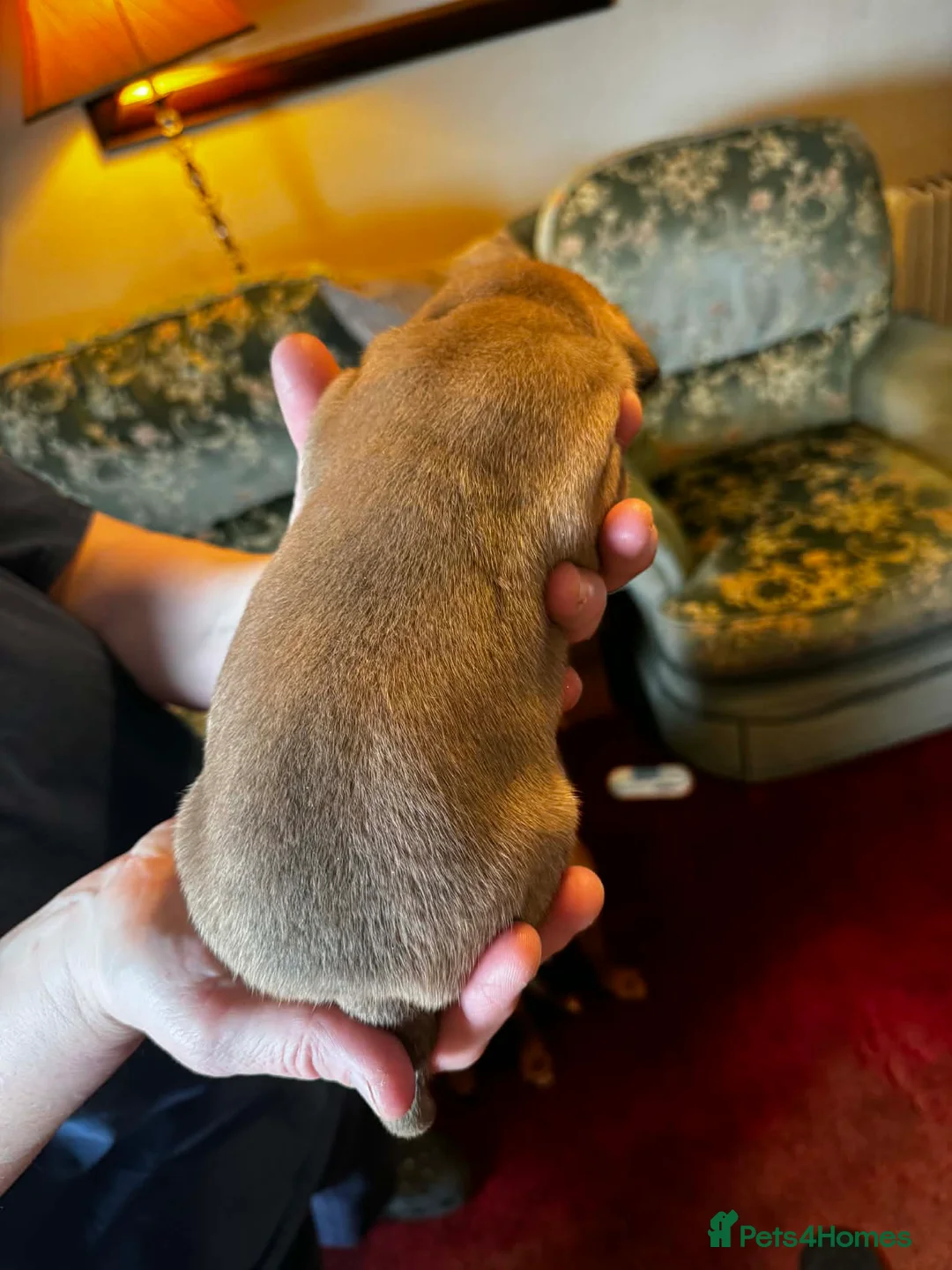 Staffordshire Bull Terrier dogs for sale: Stunning red dog puppies  - Advert 13