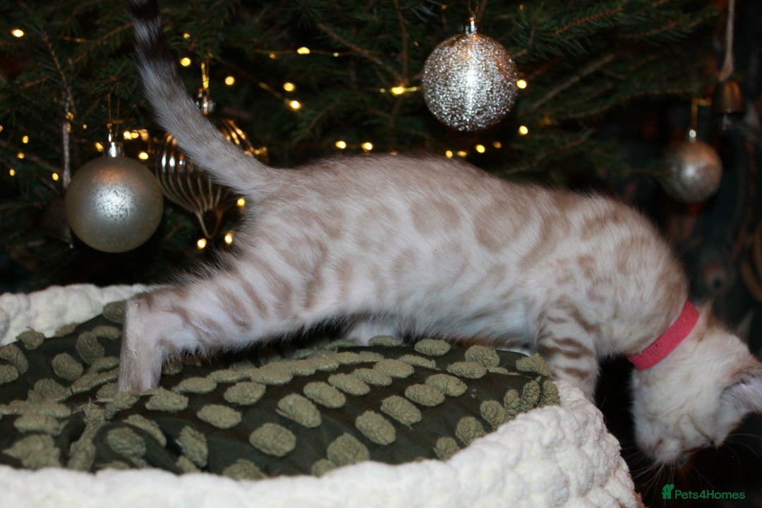 Bengal cats for sale: Last snow boy READY NOW  - Advert 26