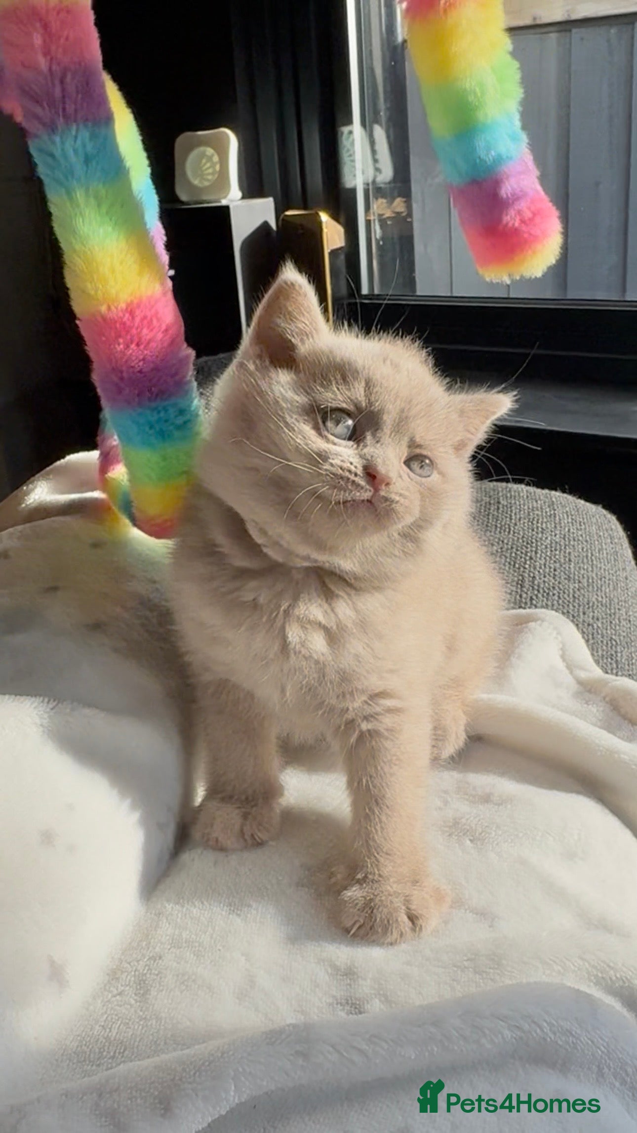 British Shorthair cats Cinnamon British shorthair kittens - Advert 12