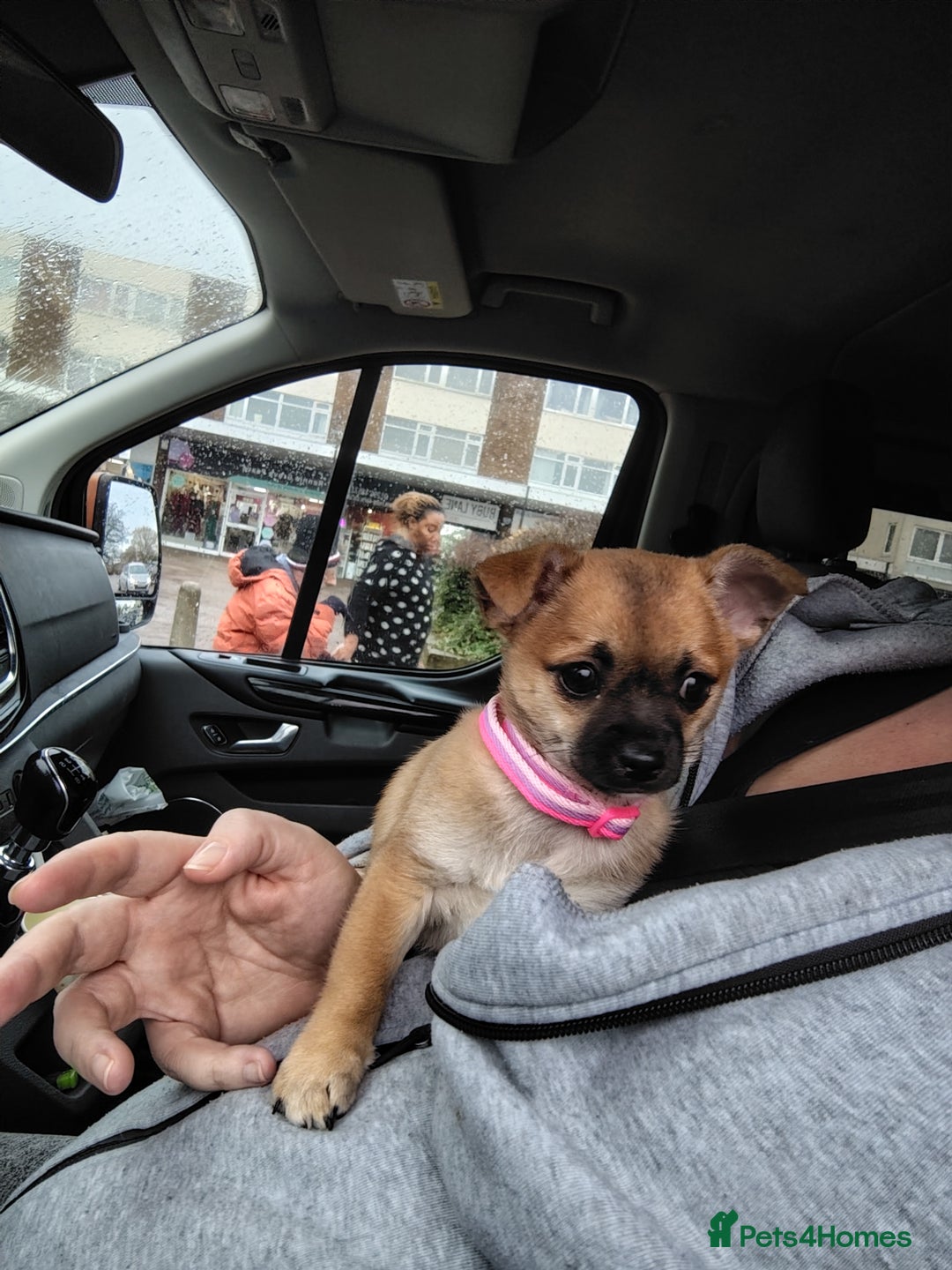 Pomchi dogs for sale: Pomchi girl phoebe  - Advert 23