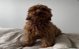 Cockapoo dogs for sale: gorgeous 7-month-old male Cockapoo  - Image 6