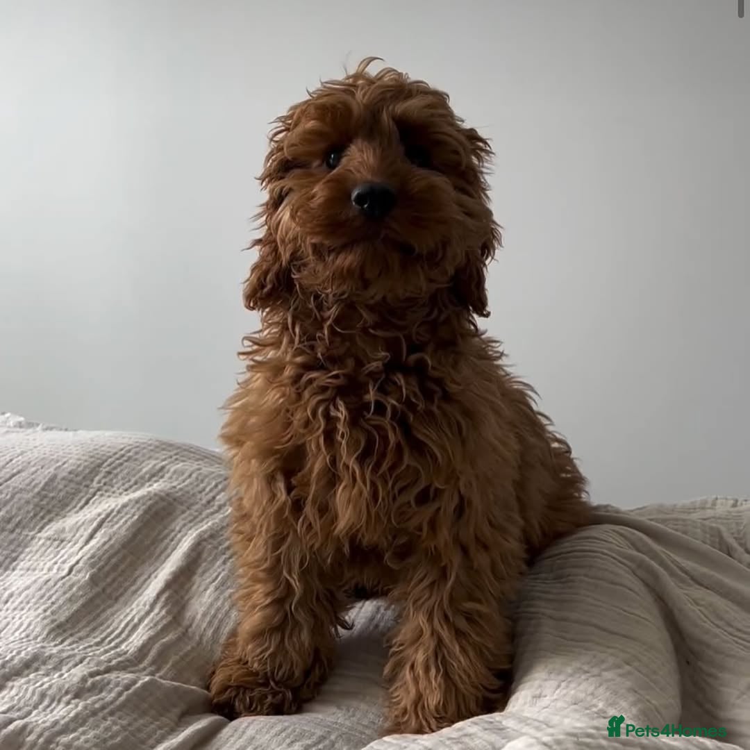 Cockapoo dogs for sale: gorgeous 7-month-old male Cockapoo  - Image 6