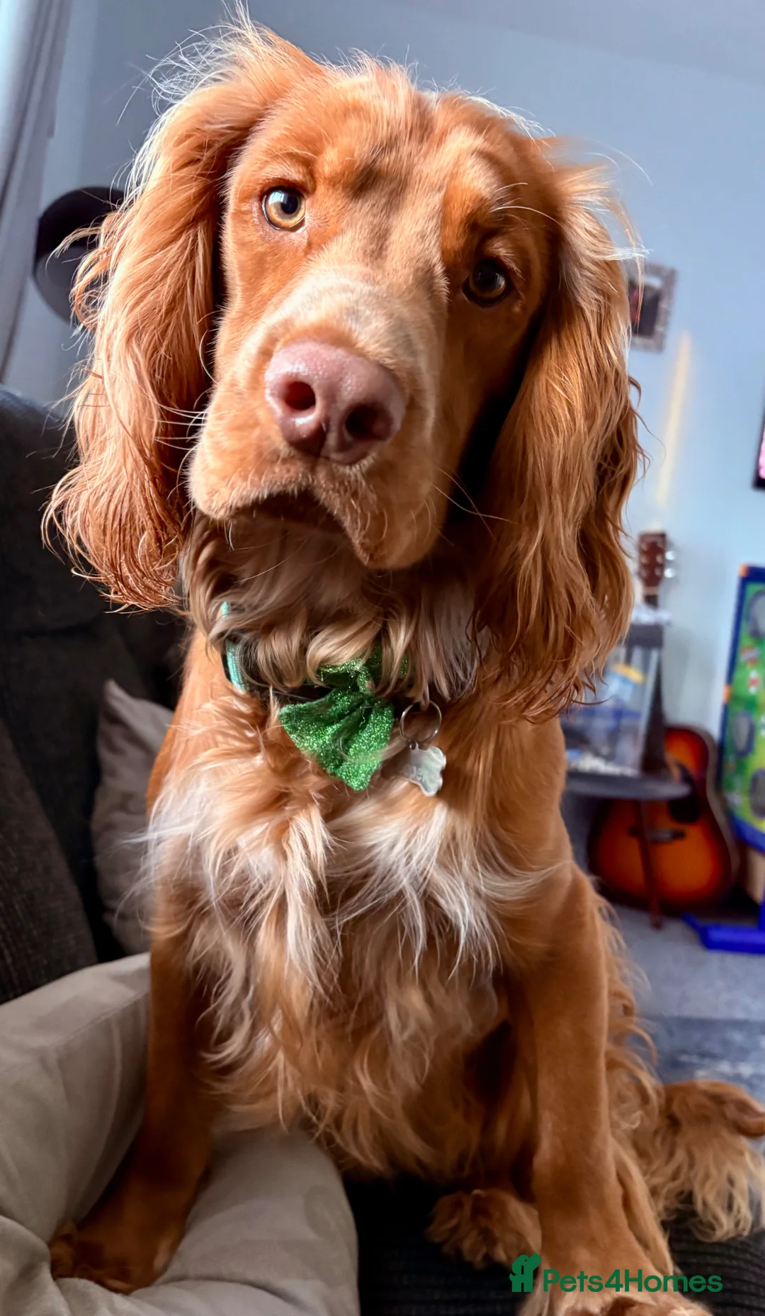 Sprocker dogs for sale: Sprocker puppies  - Advert 11