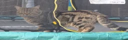 Norwegian Forest Cat cats for sale: Norwegian forest cat X marbled bengal - Advert 3