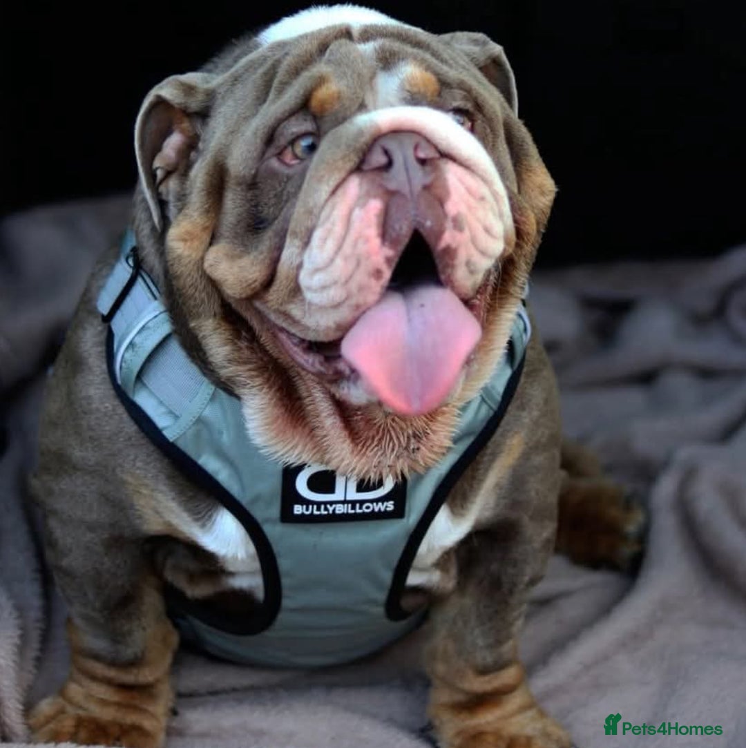 English Bulldog dogs for sale: English bulldog pups for sale  - Image 5