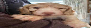 Cockapoo 3