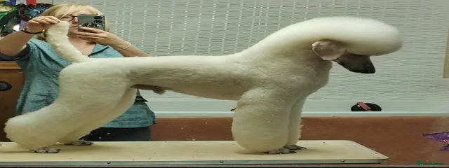 Felix