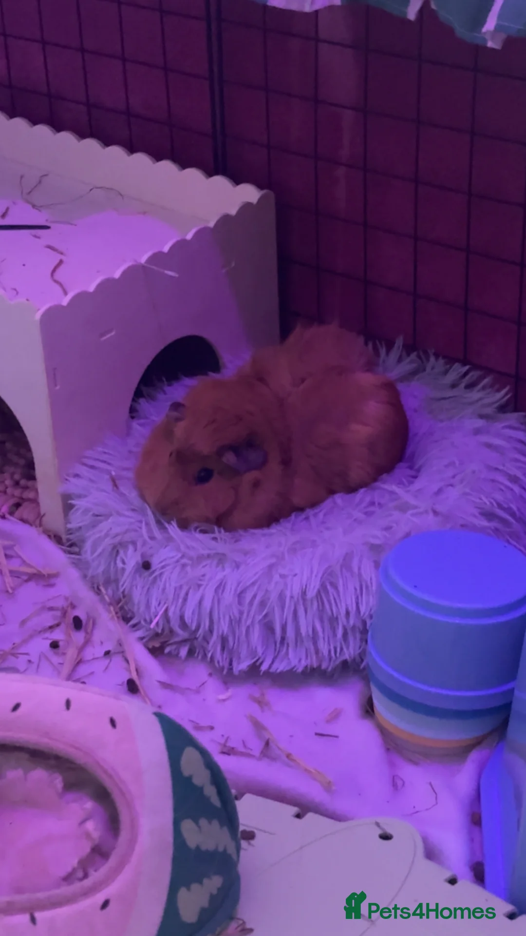 Guinea Pig rodents for sale: three girl guinea pigs - Advert 2