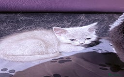 British Shorthair cats for sale: Beautiful British Shorthair in Bromley - Image 10