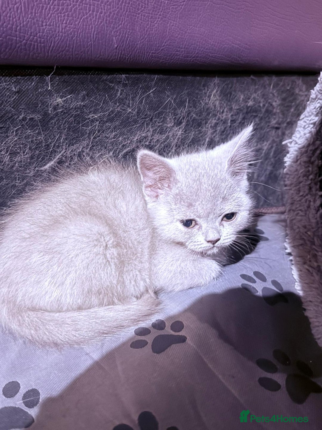 British Shorthair cats for sale: Beautiful British Shorthair in Bromley - Image 10