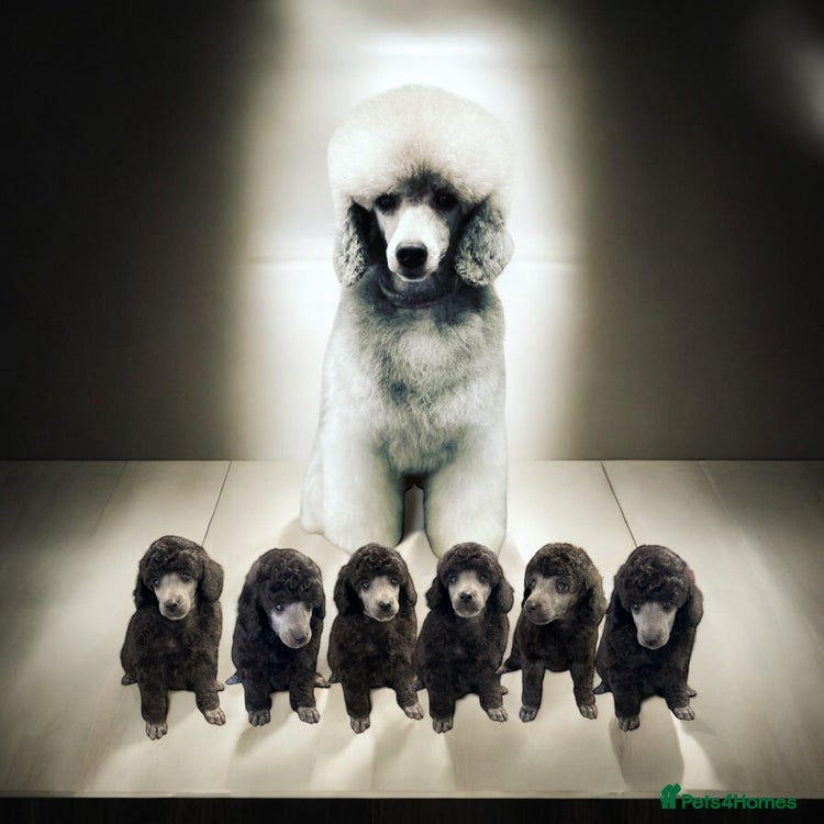 Miniature Poodle dogs OUTSTANDING SILVER MINI POODLES BEST IN 🇬🇧  - Advert 13