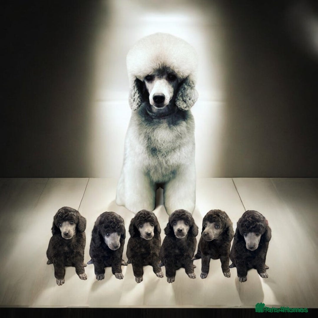 Miniature Poodle dogs for sale: OUTSTANDING SILVER MINI POODLES BEST IN 🇬🇧  - Advert 1