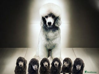 Miniature Poodle dogs OUTSTANDING SILVER MINI POODLES BEST IN 🇬🇧 - Advert 3