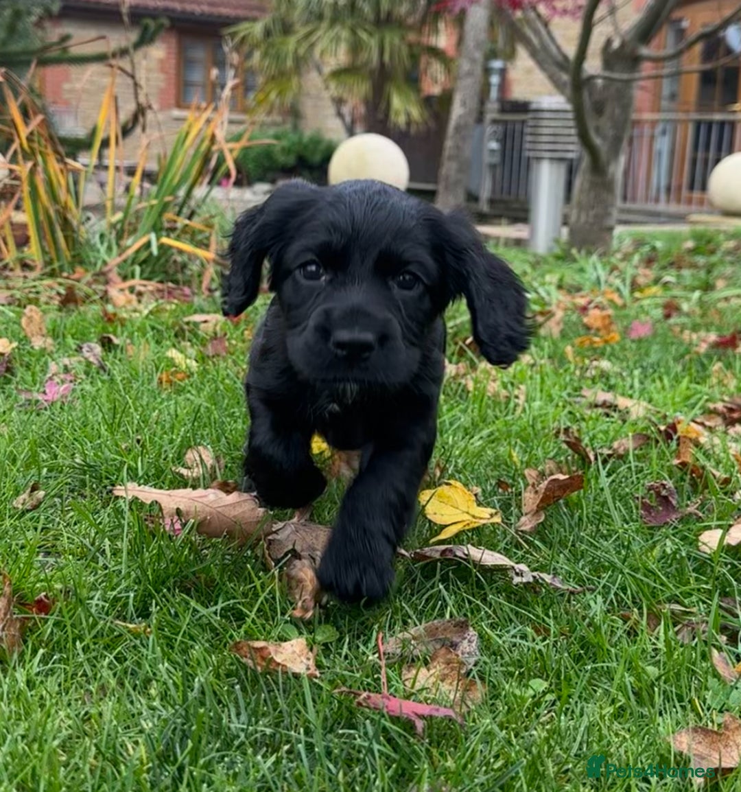 Cocker Spaniel dogs for sale: KC Reg Working Cocker Spaniels - Image 8