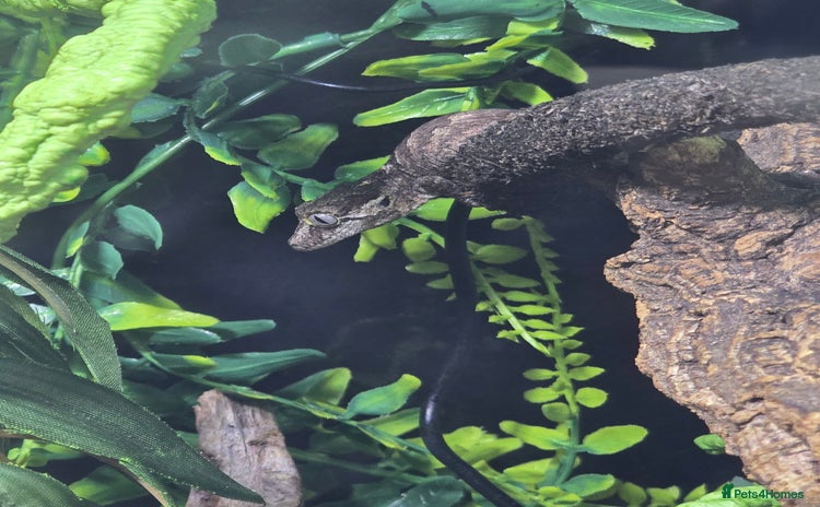 Gecko reptiles - Advert 2