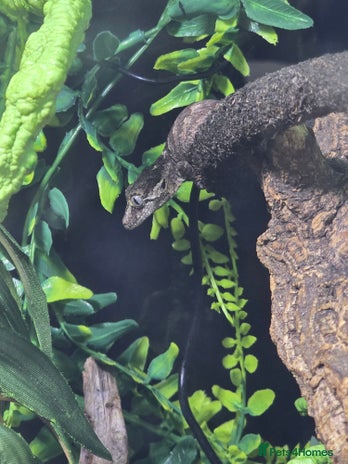 Gecko reptiles - Advert 2