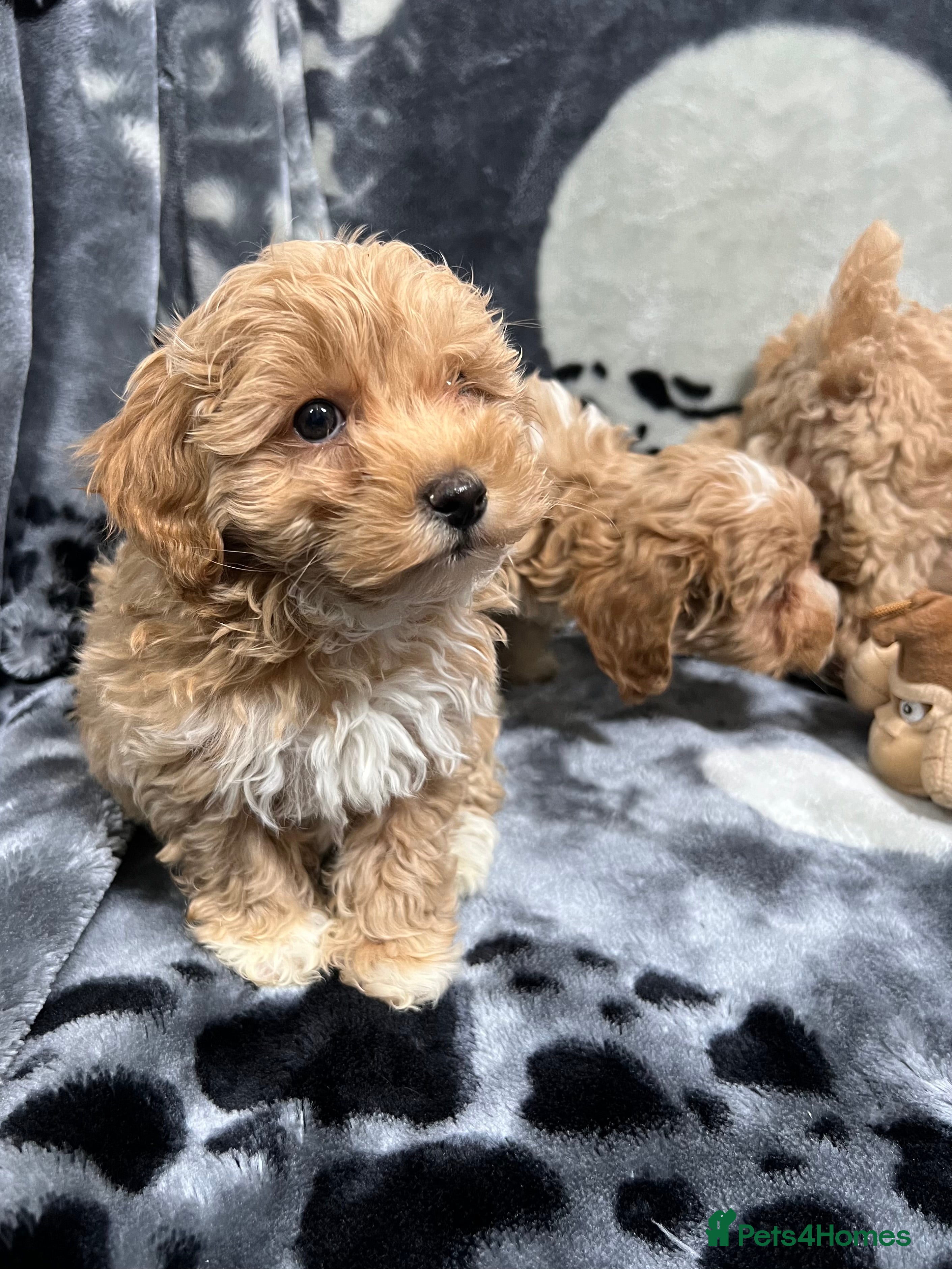 Maltipoo dogs 🥰Adorable F1 Maltipoo Puppy’s🥰 - Advert 15