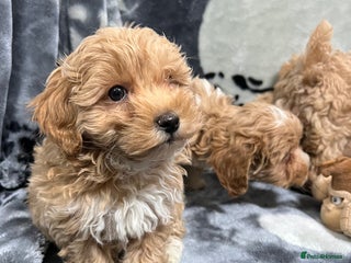 Maltipoo dogs 🥰Adorable F1 Maltipoo Puppy’s🥰 - Advert 4