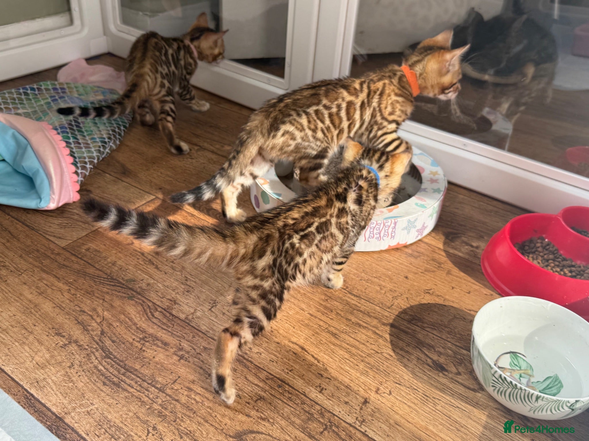 Bengal cats Ready to leave! TICA 🐾 Bengal kittens 🐆  - Advert 1