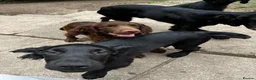 Cocker Spaniel dogs for sale: Cocker spaniel  in Newton Abbot - Advert 12