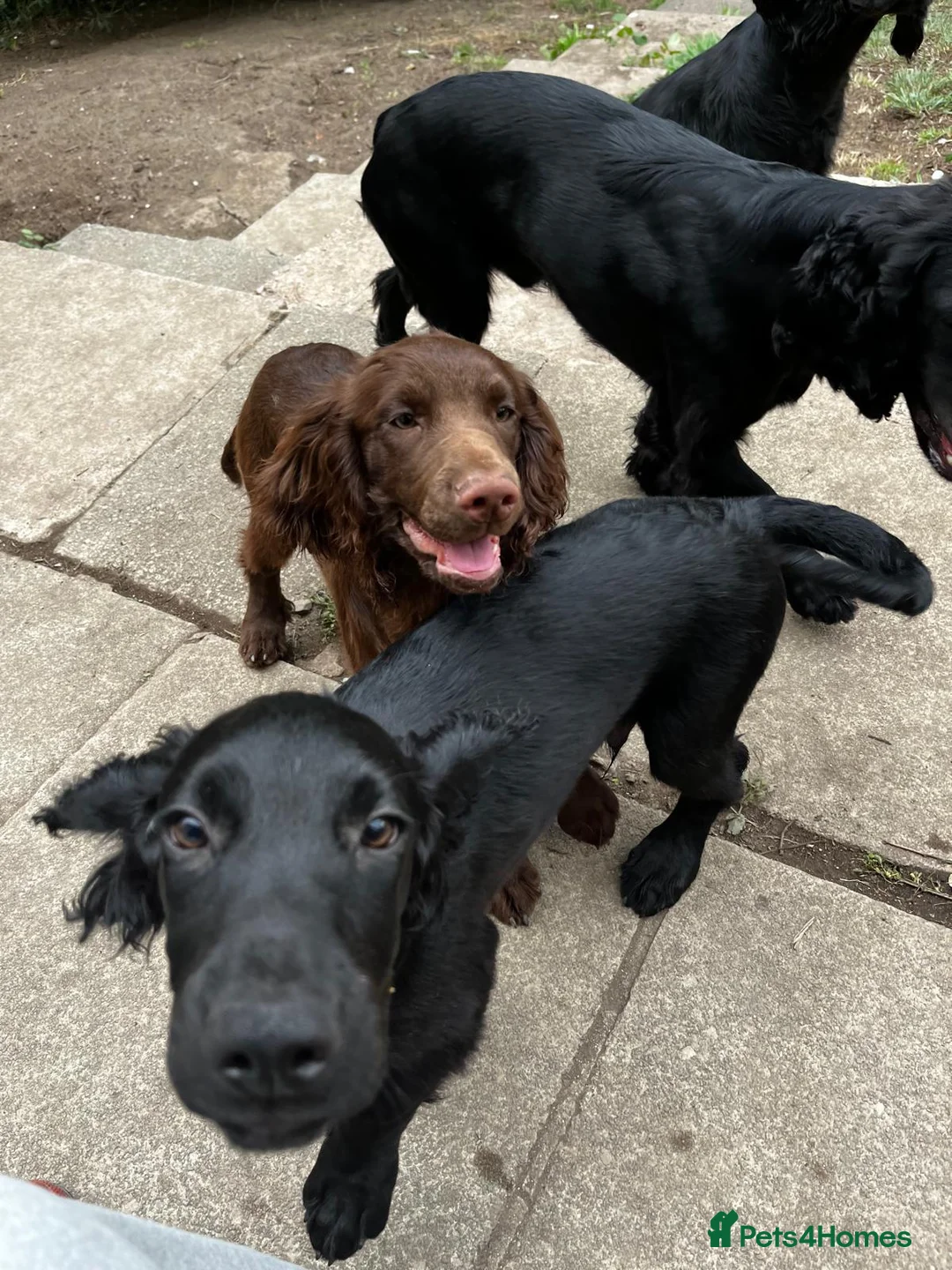 Cocker Spaniel dogs for sale: Cocker spaniel  in Newton Abbot - Advert 12